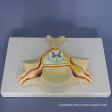 Human First Cervical Enlarged Anatomy Medical Model (R140101)